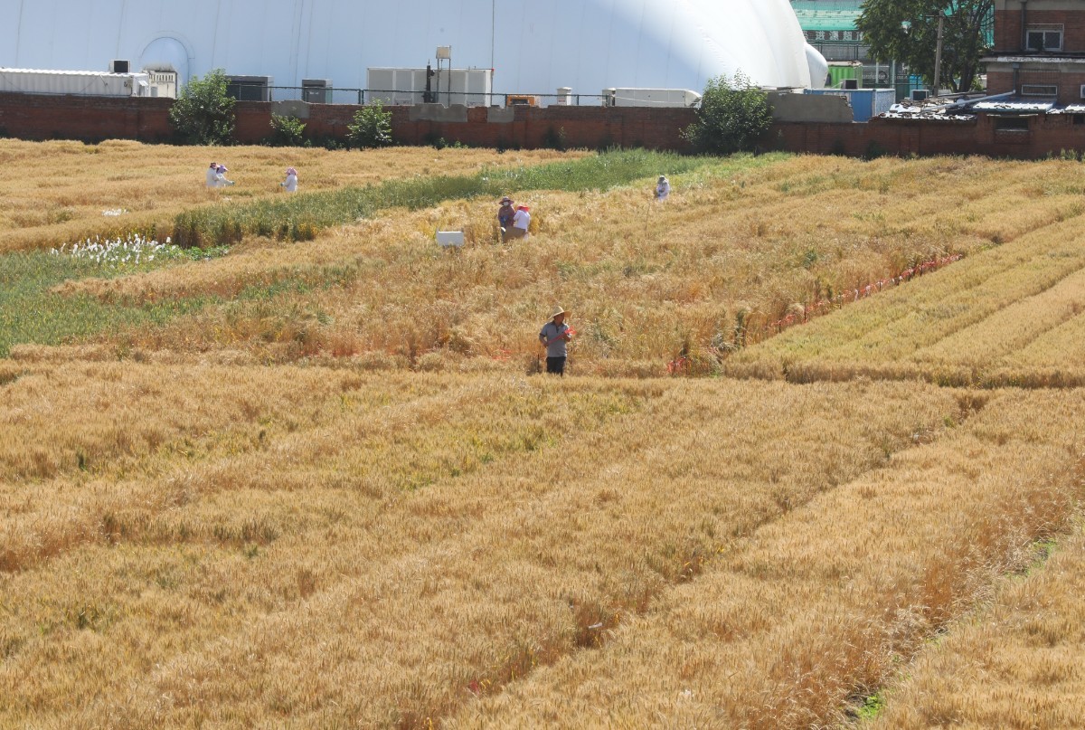 风吹麦浪|北三环内“最贵麦田”又现风吹麦浪