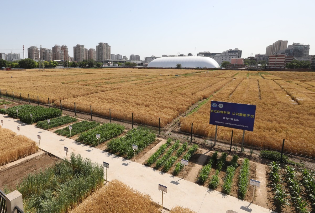 风吹麦浪|北三环内“最贵麦田”又现风吹麦浪