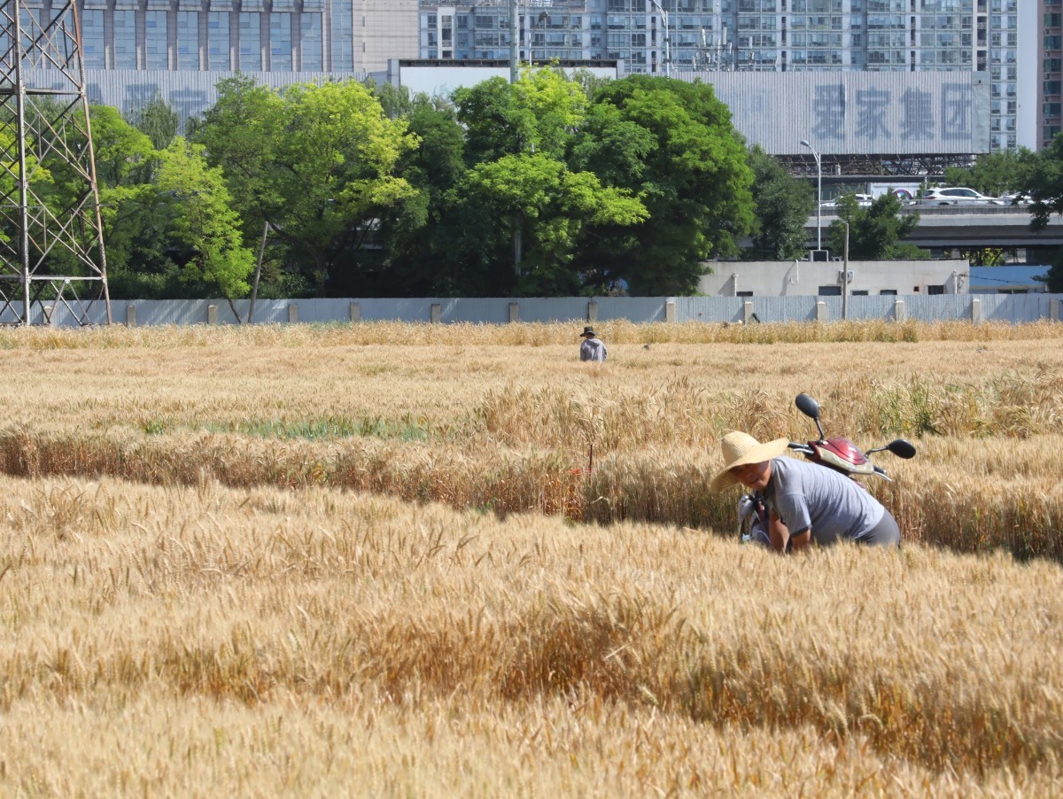 风吹麦浪|北三环内“最贵麦田”又现风吹麦浪
