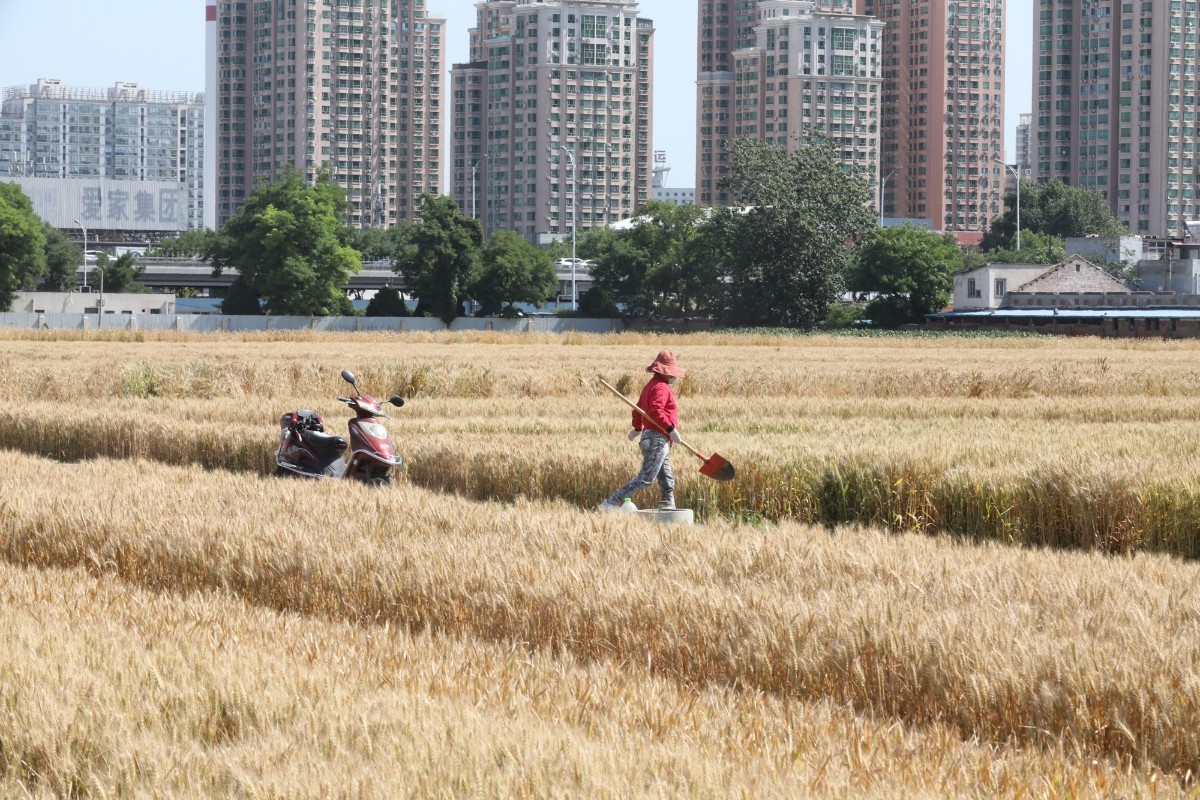 风吹麦浪|北三环内“最贵麦田”又现风吹麦浪