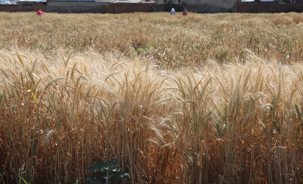 风吹麦浪|北三环内“最贵麦田”又现风吹麦浪