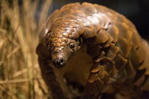 穿山甲|穿山甲保护升级背后，是数量急剧减少