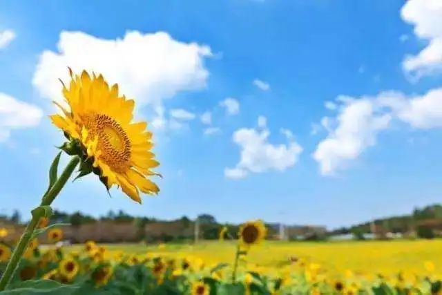 游戏|【夜读】愿你，阳光下像个孩子，风雨里像个大人