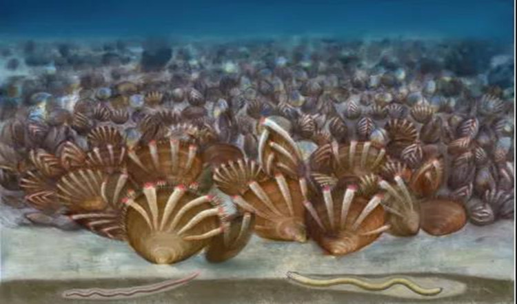 5.15亿年前（寒武纪第4期）滇东海盆舌形贝腕足动物支持的底栖动物群落恢复，显示出与现代海洋底栖动物群落具有极大的生态相似性，包括底栖、固着、包壳、寄生等生态现象.jpg
