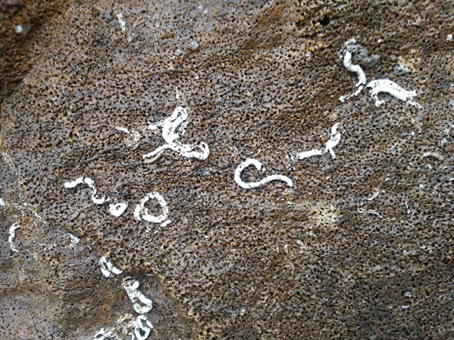韩国海边考察，注意海边岩石上和贝壳上蠕虫状的管状生物（龙介虫）2.png