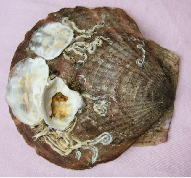 韩国海边考察，注意海边岩石上和贝壳上蠕虫状的管状生物（龙介虫）3.png
