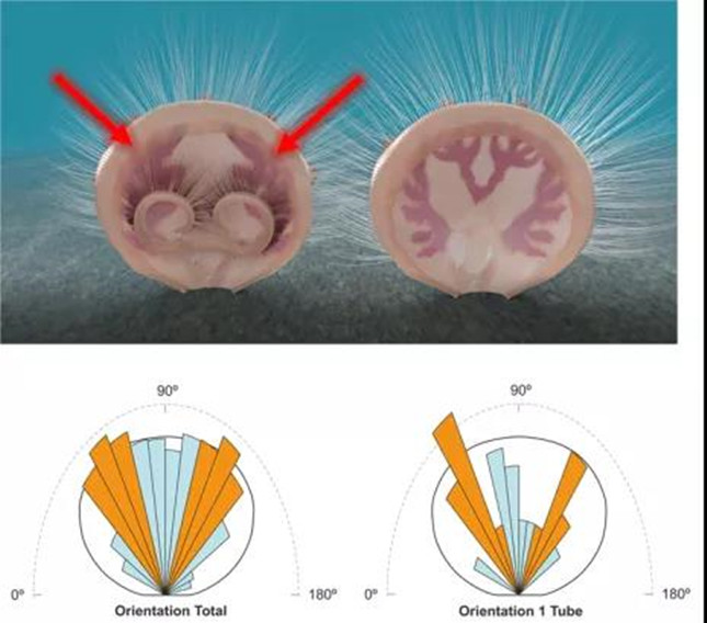 乌龙箐新圆货贝的纤毛环排列与虫管存在的窃食寄生关系：（1-2）壳体内部纤毛环的分布和血管（脉管）复原图；（3-4）管状生物在腕足动物壳体上寄生方向的玫瑰花图.jpg