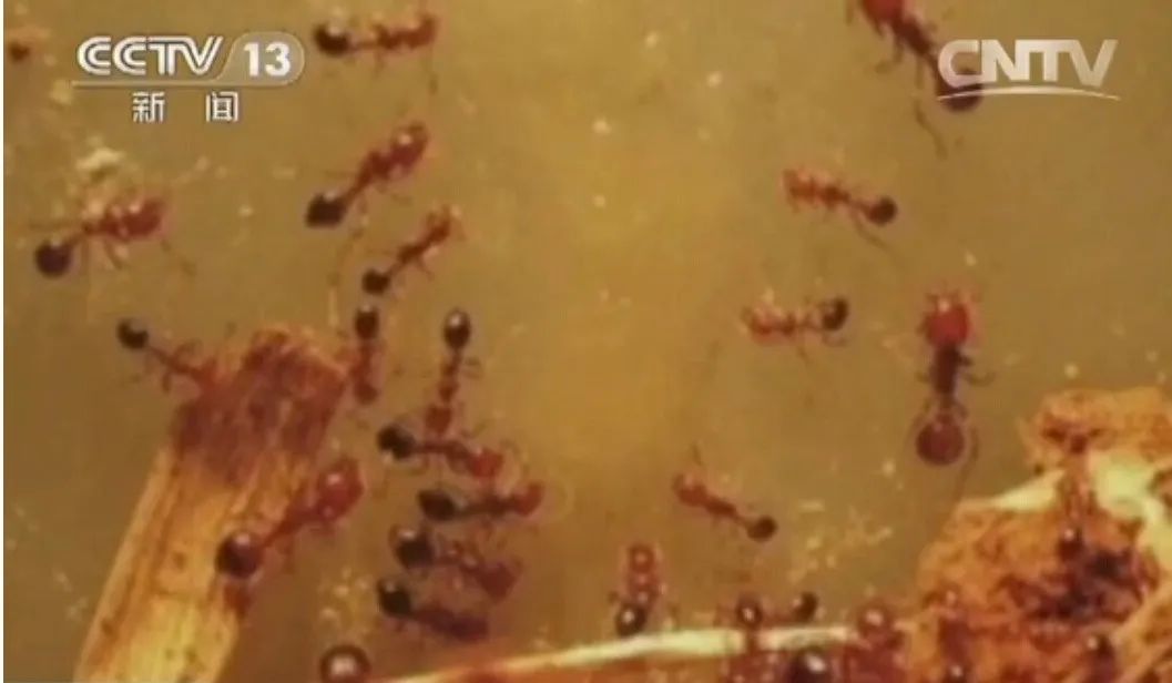 社会|女子公交车上两次晕厥！“元凶”竟是……已有多人中招