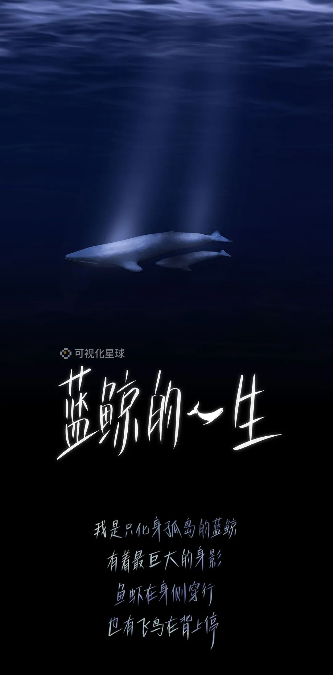 蓝鲸|蓝鲸的一生：鲸落是什么