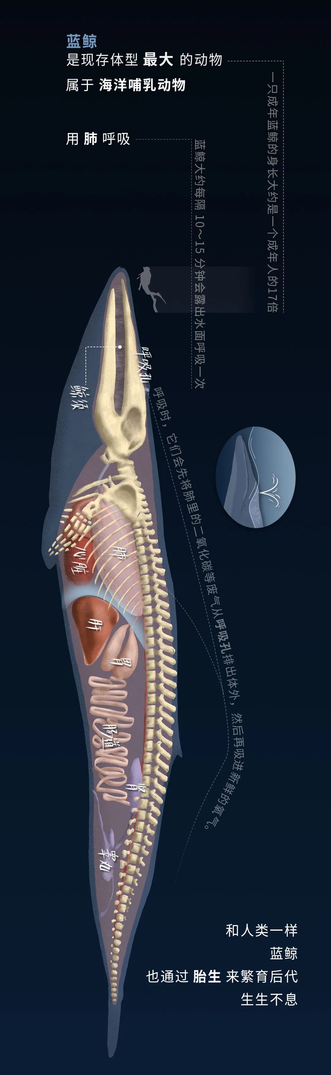 蓝鲸|蓝鲸的一生：鲸落是什么