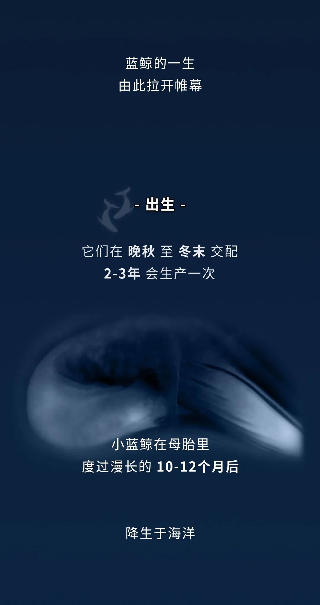蓝鲸|蓝鲸的一生：鲸落是什么