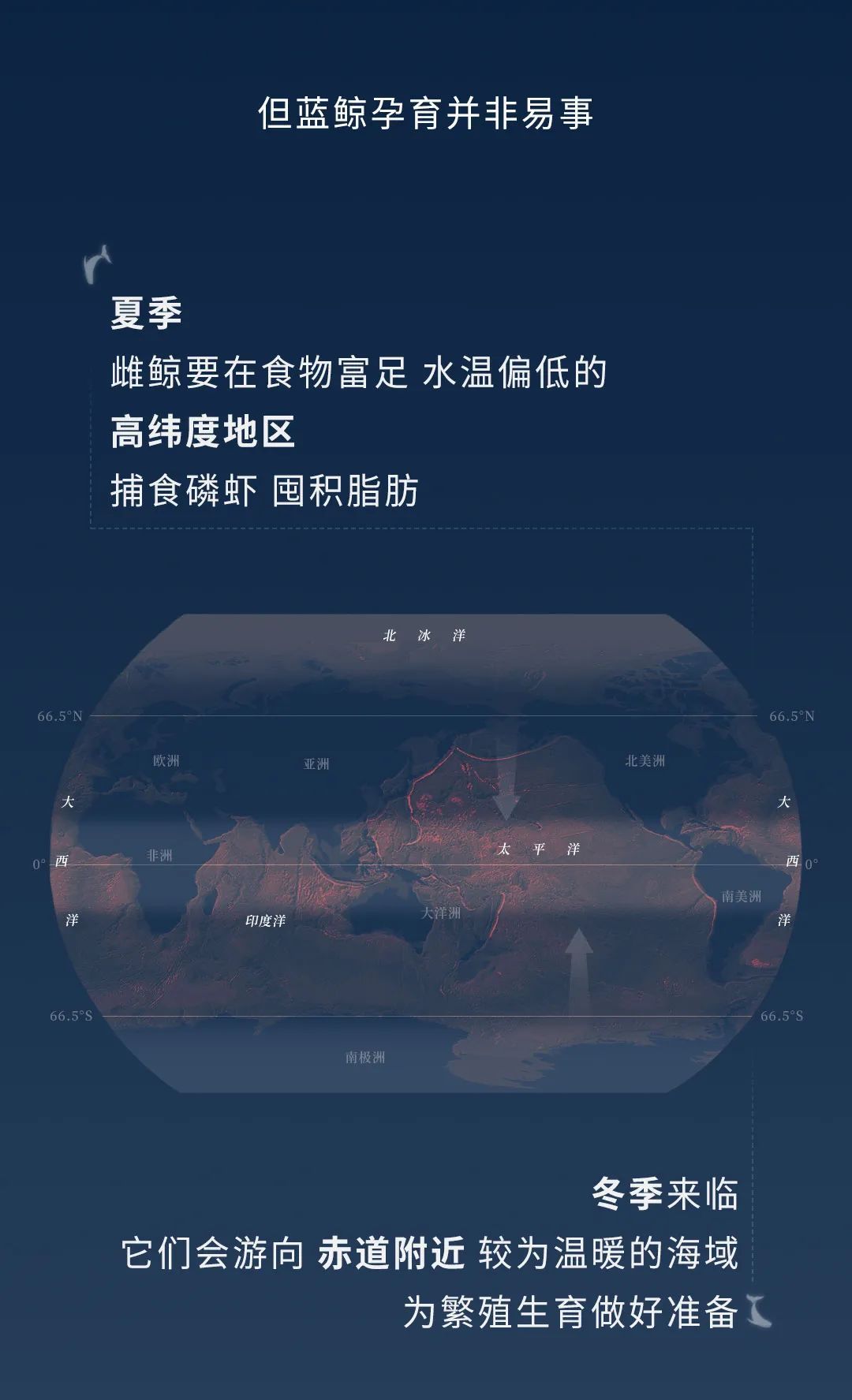 蓝鲸|蓝鲸的一生：鲸落是什么
