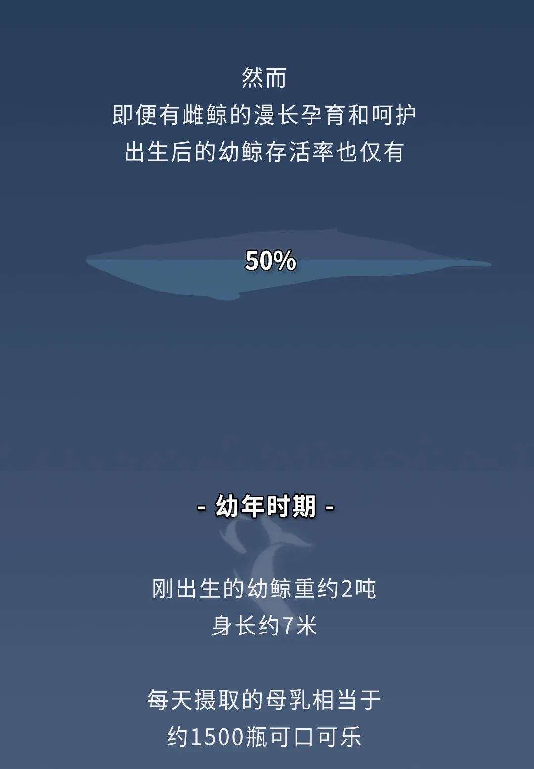 蓝鲸|蓝鲸的一生：鲸落是什么