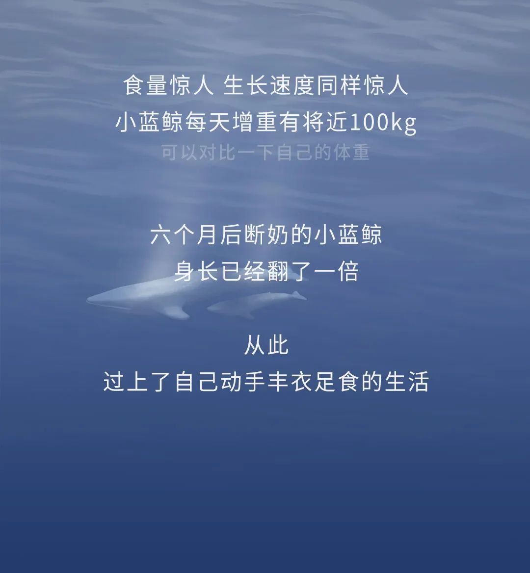 蓝鲸|蓝鲸的一生：鲸落是什么