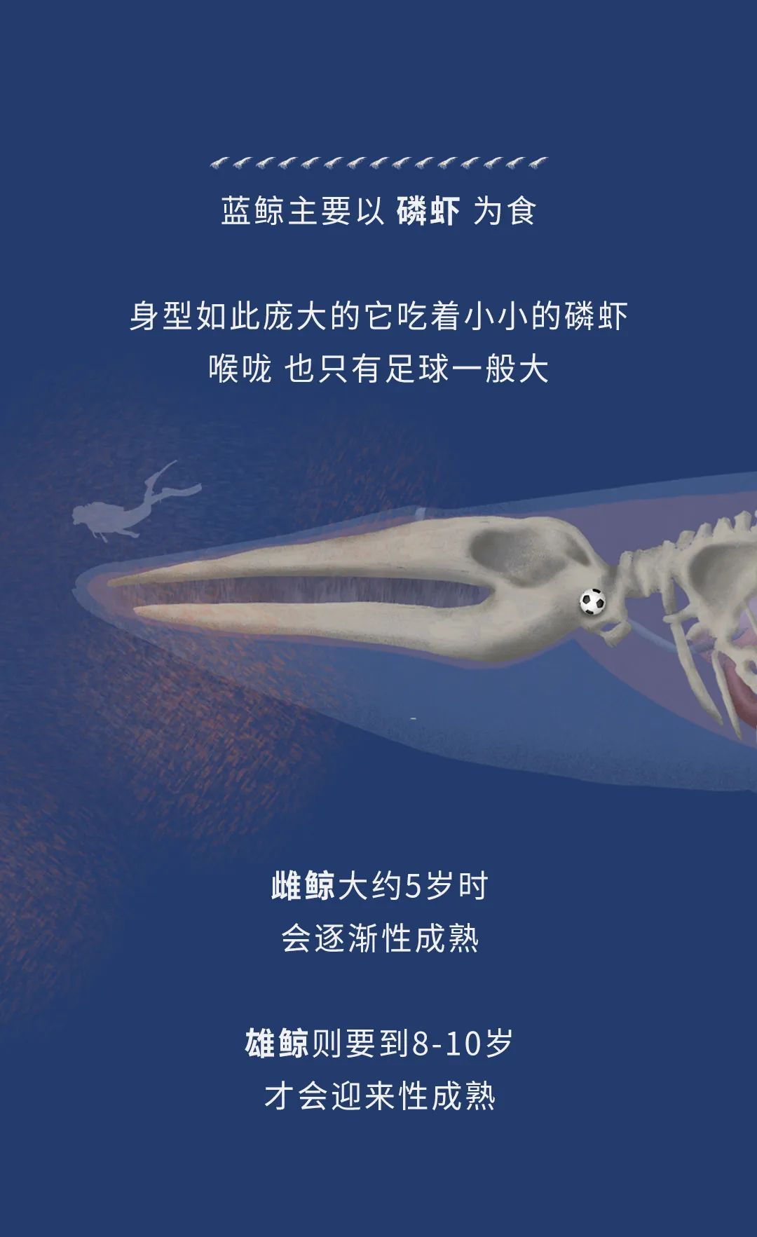 蓝鲸|蓝鲸的一生：鲸落是什么