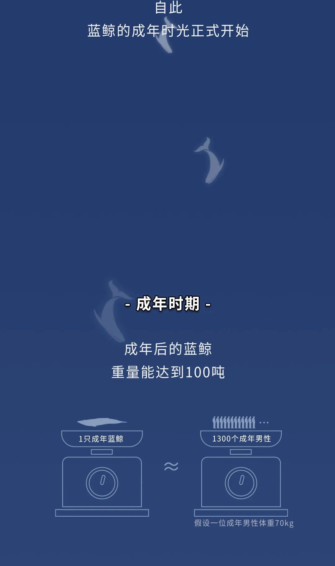 蓝鲸|蓝鲸的一生：鲸落是什么