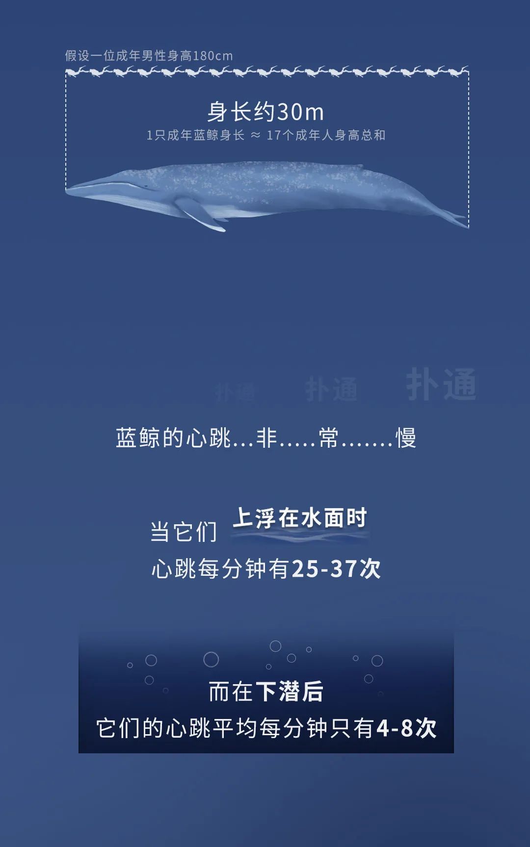 蓝鲸|蓝鲸的一生：鲸落是什么