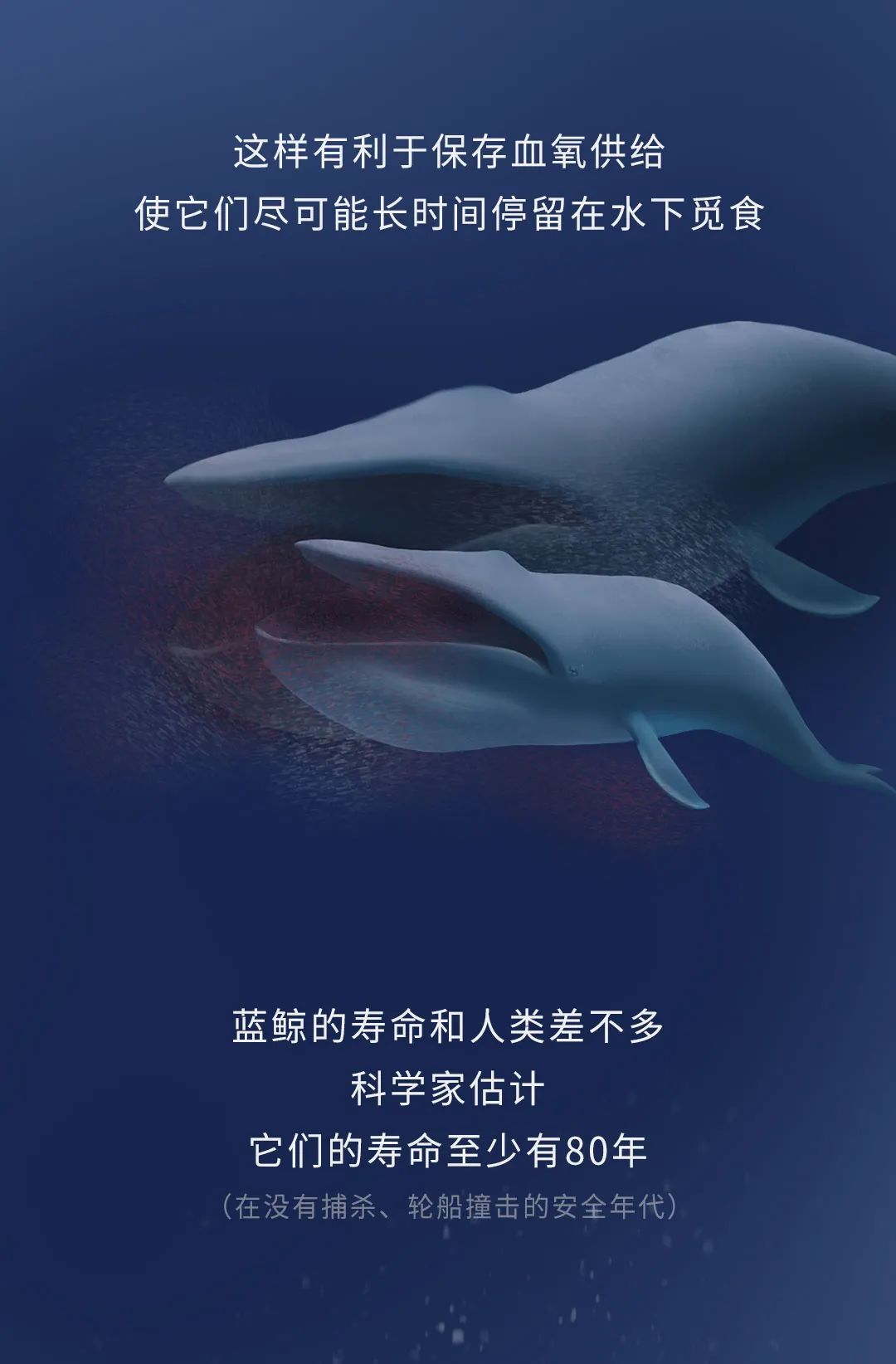 蓝鲸|蓝鲸的一生：鲸落是什么