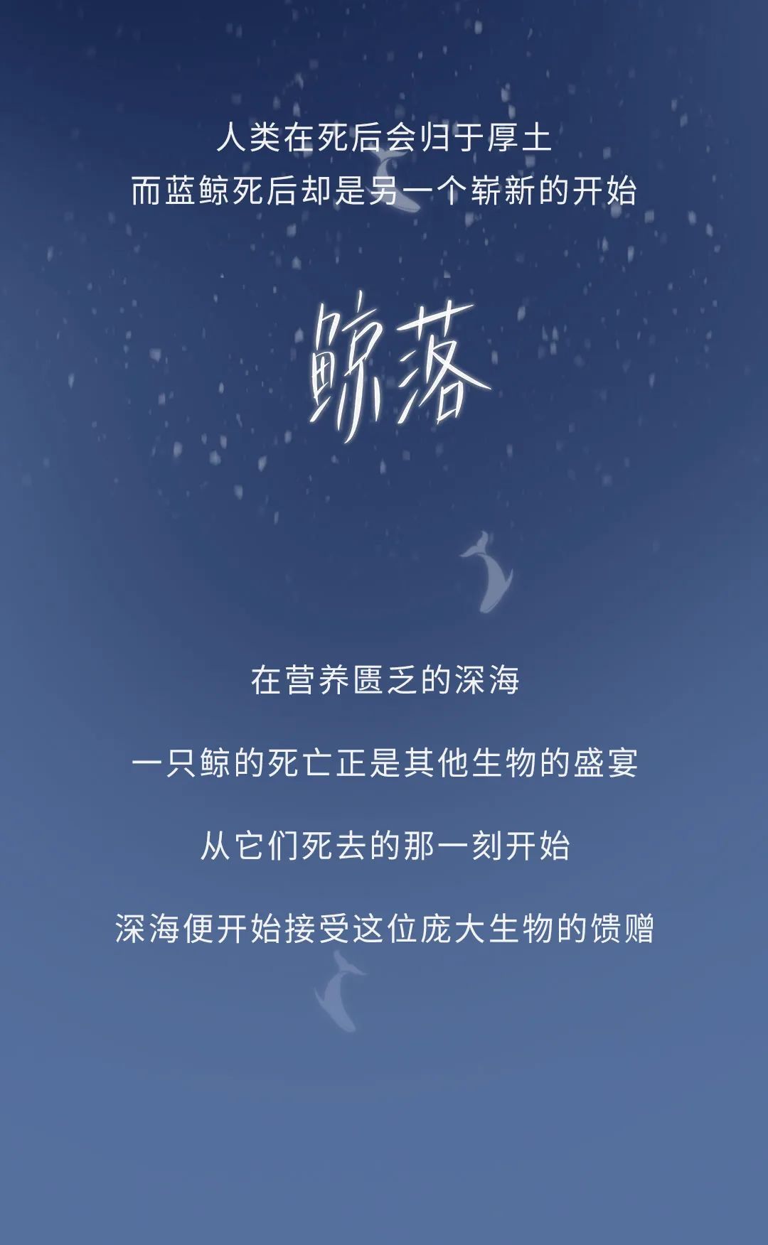 蓝鲸|蓝鲸的一生：鲸落是什么
