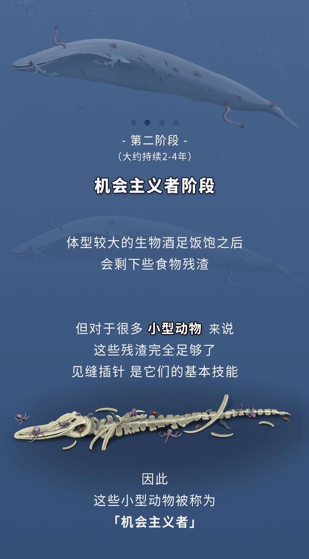 蓝鲸|蓝鲸的一生：鲸落是什么