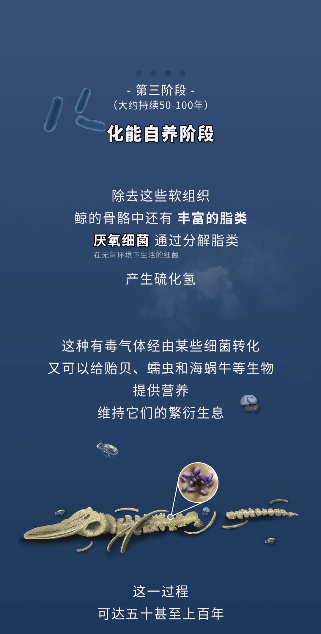 蓝鲸|蓝鲸的一生：鲸落是什么