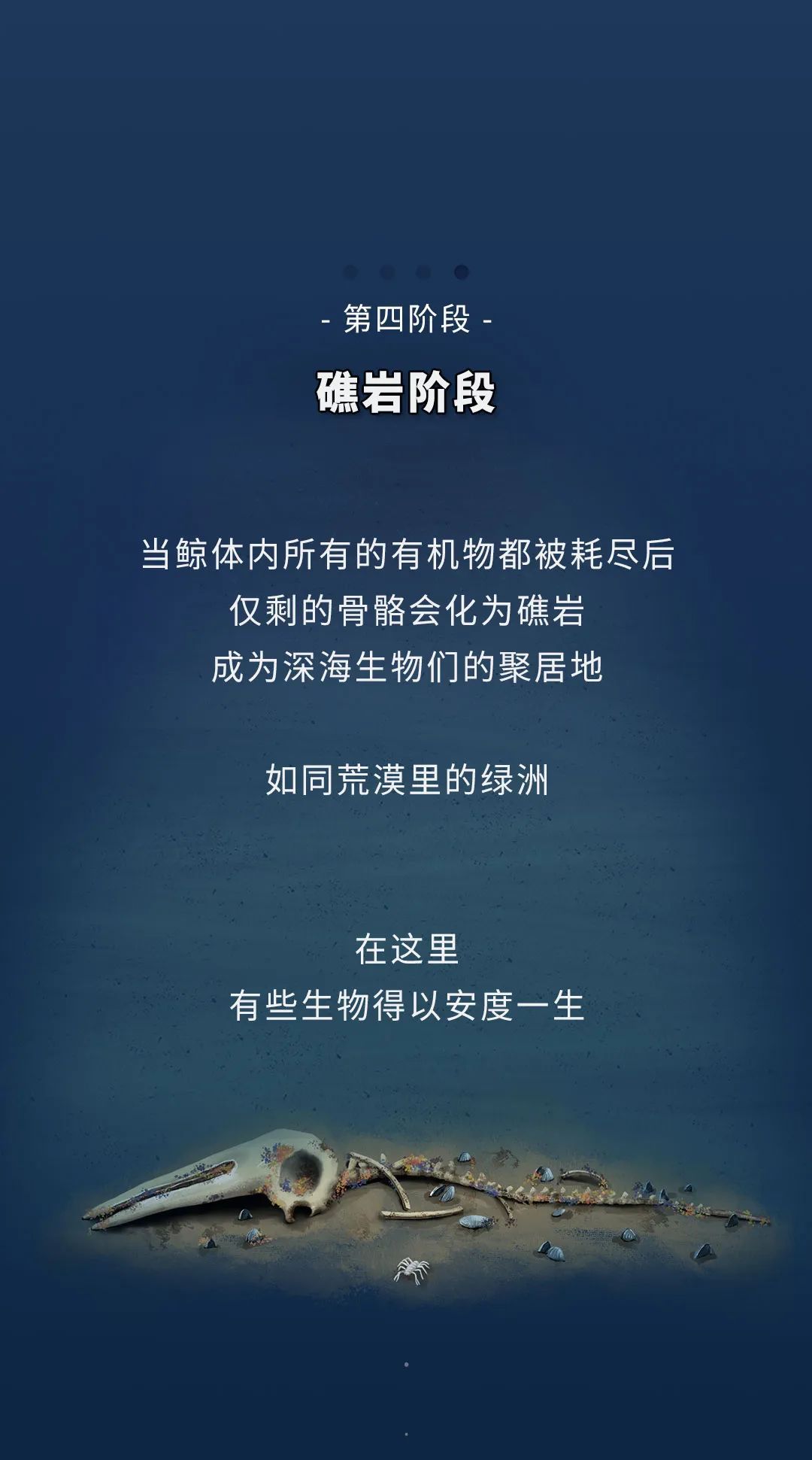蓝鲸|蓝鲸的一生：鲸落是什么