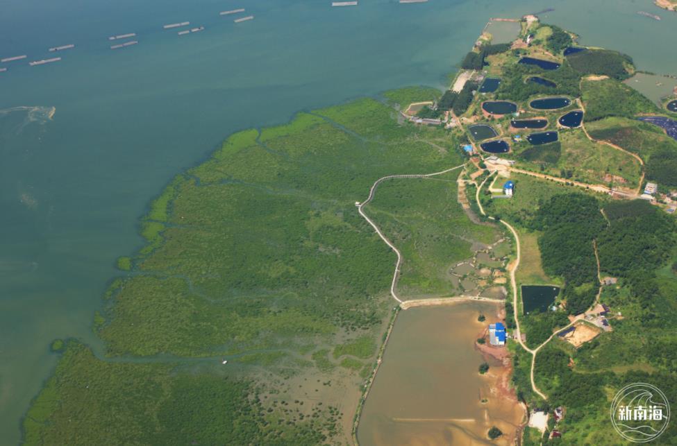 世界海洋日|世界海洋日：我国红树林面积20年增7000公顷