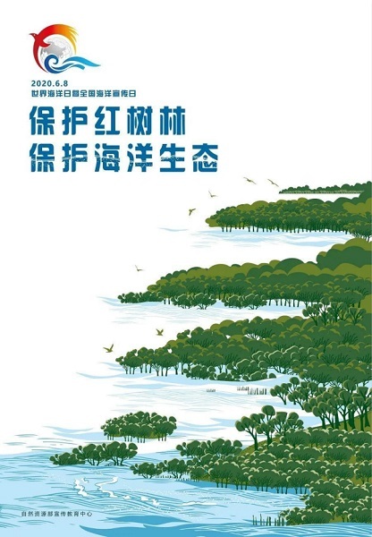 澎湃新闻|国际海洋日｜走进“海岸卫士”红树林