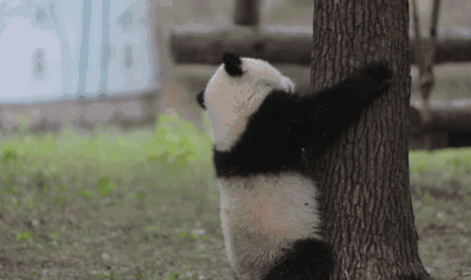 大熊猫|老摔自己是什么感觉?熊猫:谢邀