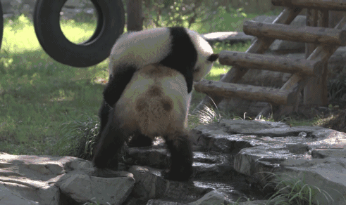 大熊猫|老摔自己是什么感觉?熊猫:谢邀