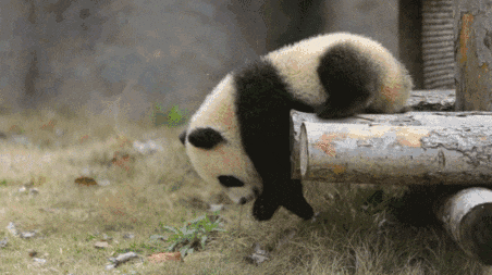 大熊猫|老摔自己是什么感觉?熊猫:谢邀