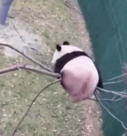 大熊猫|老摔自己是什么感觉?熊猫:谢邀