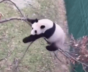 大熊猫|老摔自己是什么感觉?熊猫:谢邀