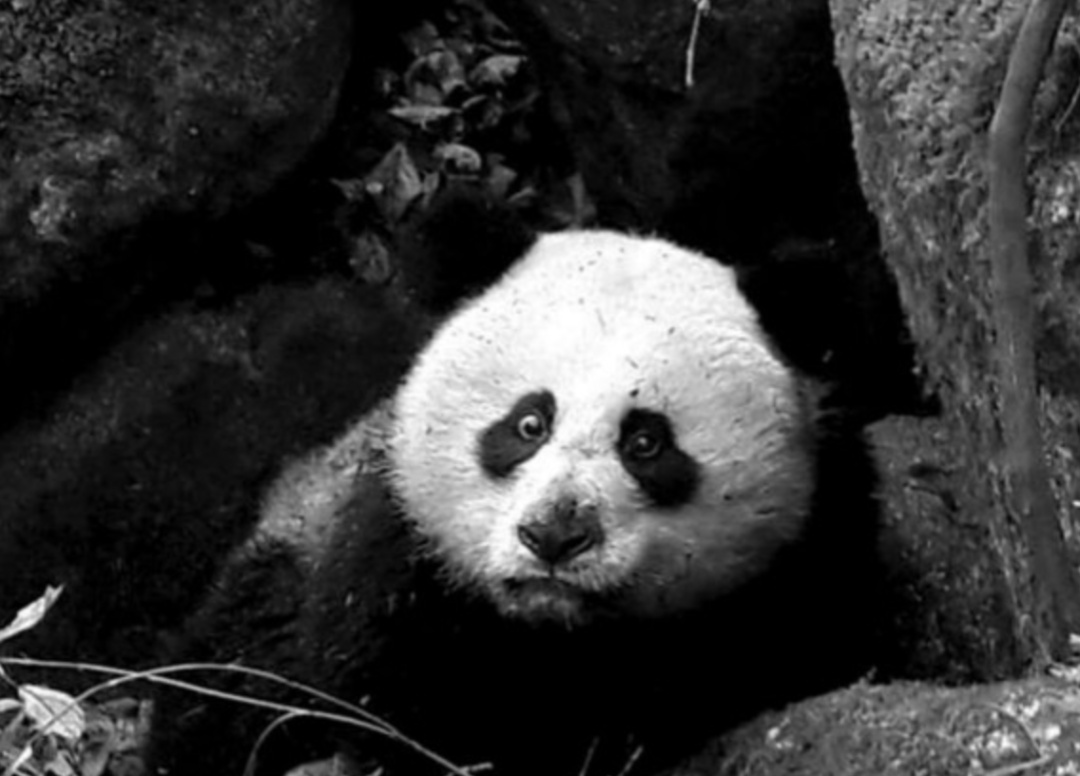 大熊猫|老摔自己是什么感觉?熊猫:谢邀