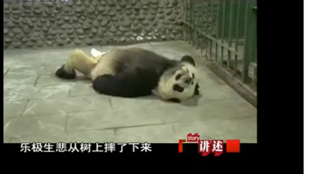 大熊猫|老摔自己是什么感觉?熊猫:谢邀