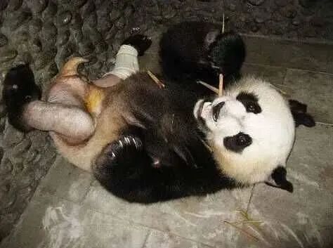 大熊猫|老摔自己是什么感觉?熊猫:谢邀