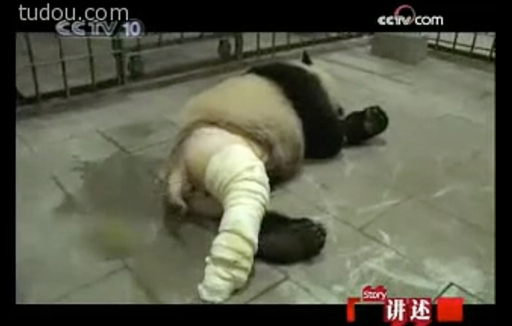 大熊猫|老摔自己是什么感觉?熊猫:谢邀