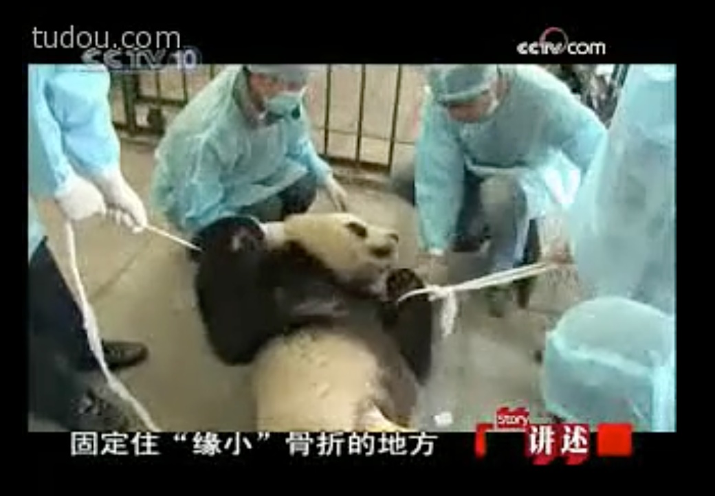 大熊猫|老摔自己是什么感觉?熊猫:谢邀