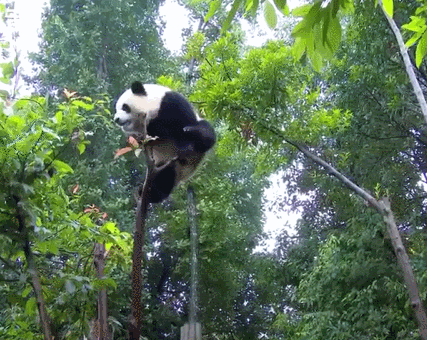 大熊猫|老摔自己是什么感觉?熊猫:谢邀