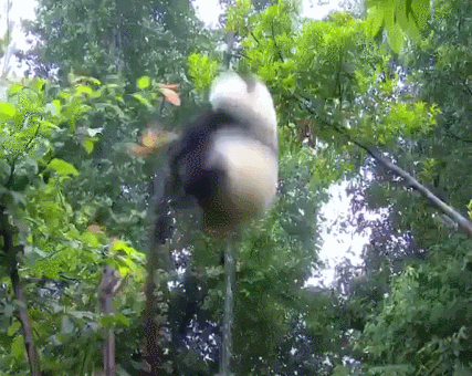 大熊猫|老摔自己是什么感觉?熊猫:谢邀