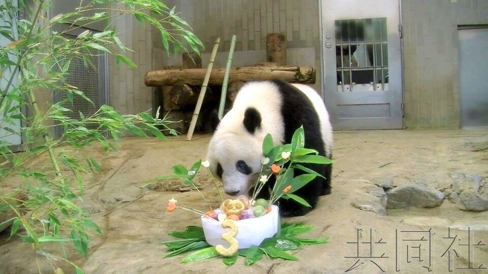 大熊猫|日本出生大熊猫“香香”迎3岁生日，动物园发生日特别视频