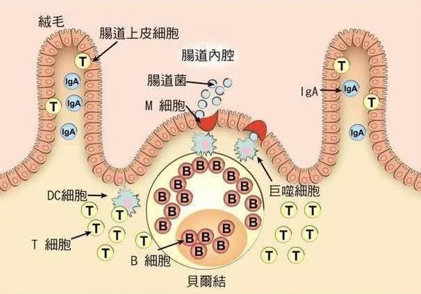 生活|肚子为什么“咕咕叫”？这是身体给你的警报……