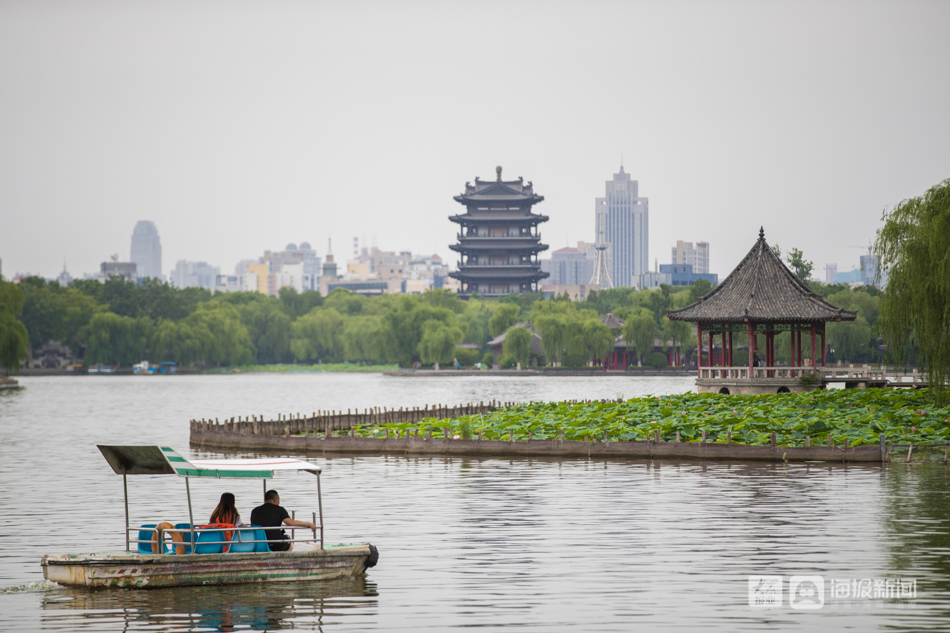 6月15日,濟南大明湖風景區的荷花盛開.