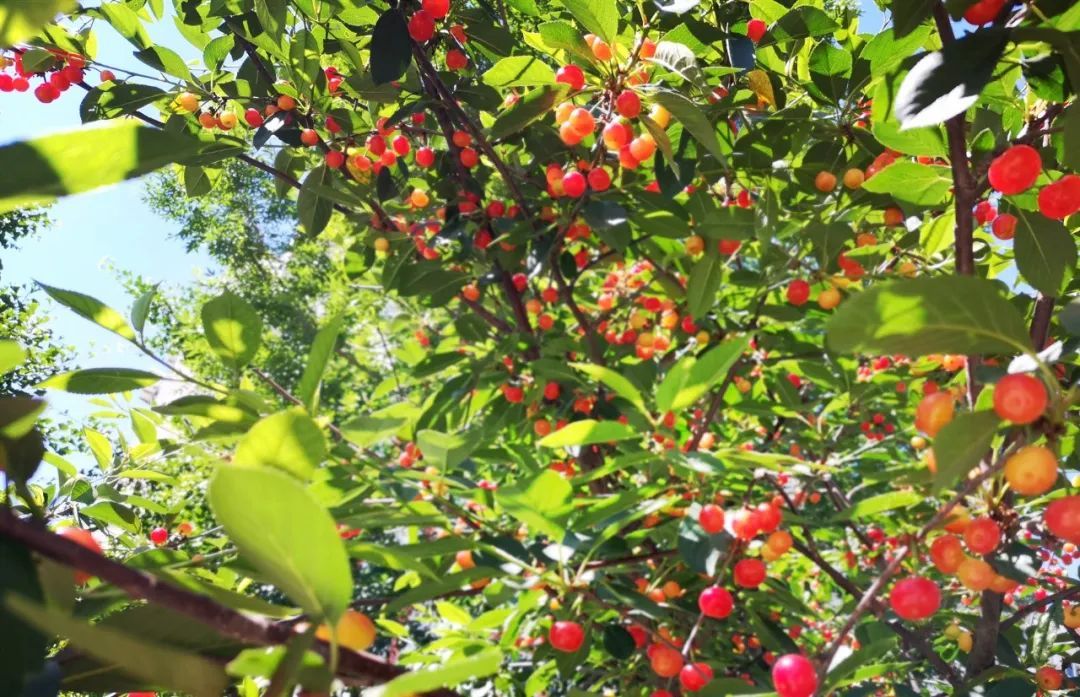 |没错了！这就是夏天的味道！
