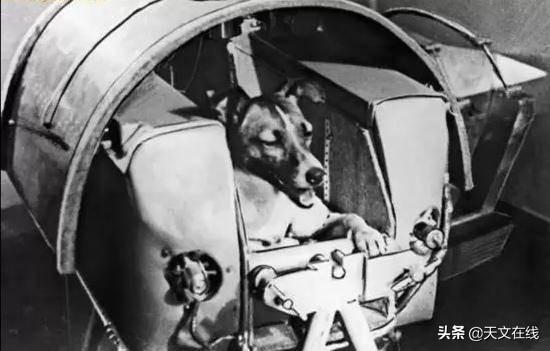 动物|15种为人类触及太空铺平道路的动物