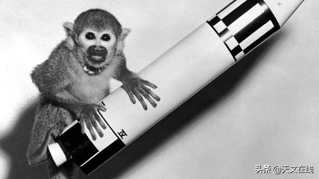 动物|15种为人类触及太空铺平道路的动物