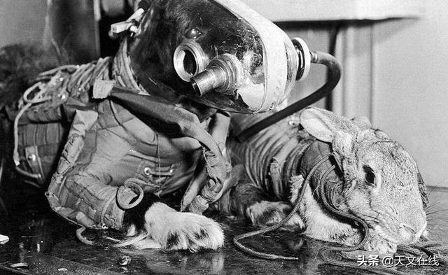 动物|15种为人类触及太空铺平道路的动物
