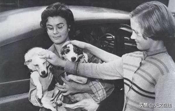 动物|15种为人类触及太空铺平道路的动物