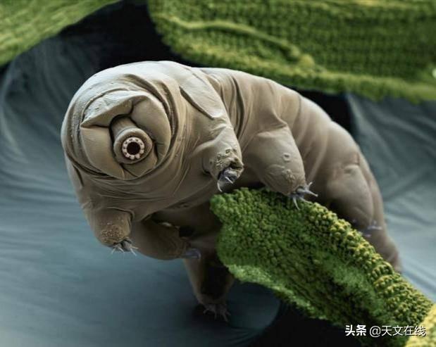 动物|15种为人类触及太空铺平道路的动物