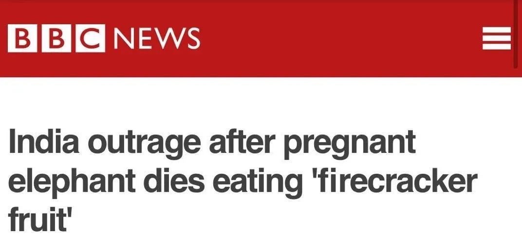 大象|救命！她到死都不知道做错了什么……